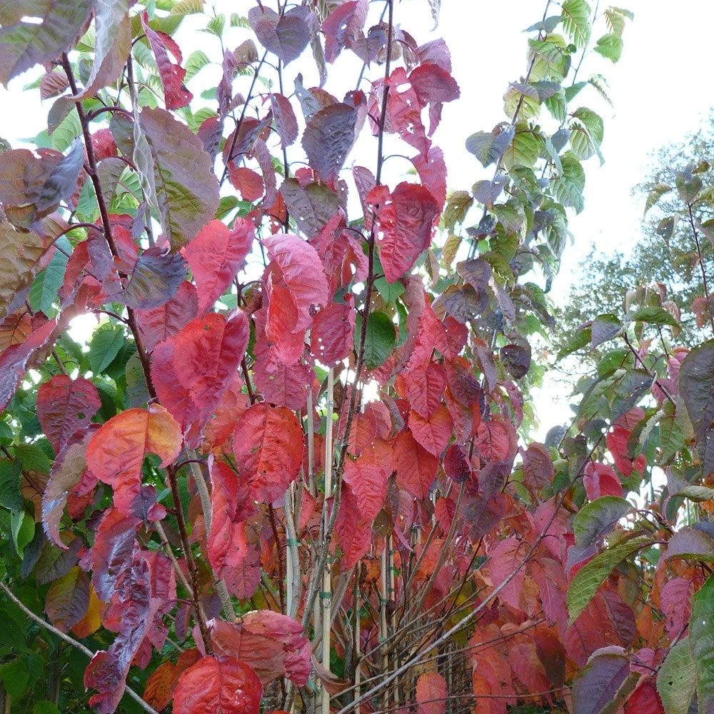 Prunus Sargentii 'Charles Sargent' - Image 3