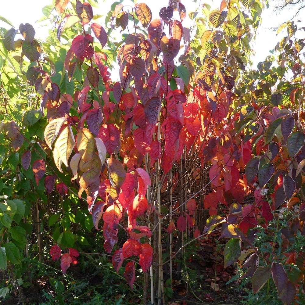 Prunus Sargentii 'Charles Sargent' - Image 4