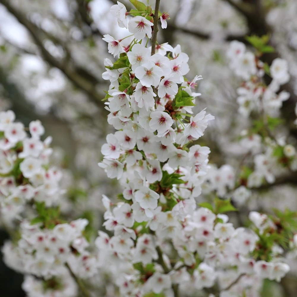 Prunus 'Umineko' - Image 2