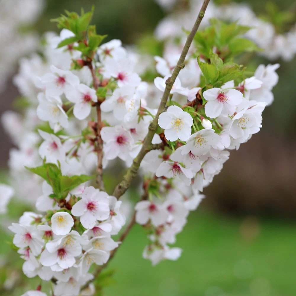 Prunus 'Umineko' - Image 5