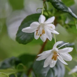 Sinojackia Xylocarpa