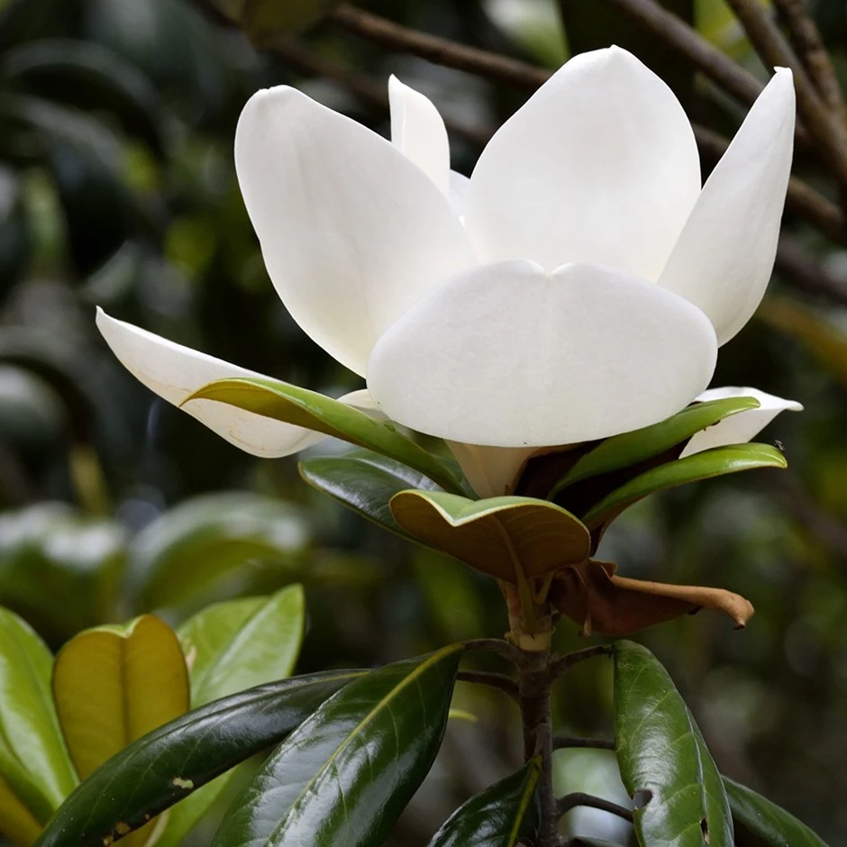 Magnolia Grandiflora 'Little Gem'