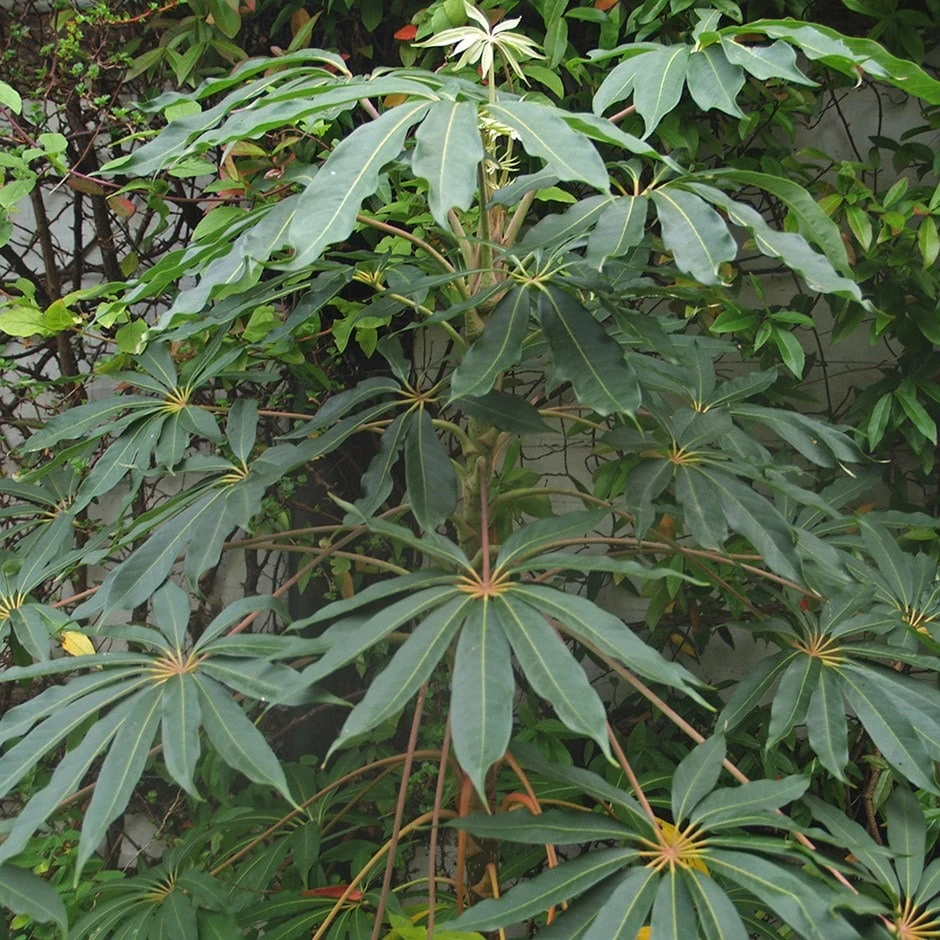 Schefflera Taiwaniana