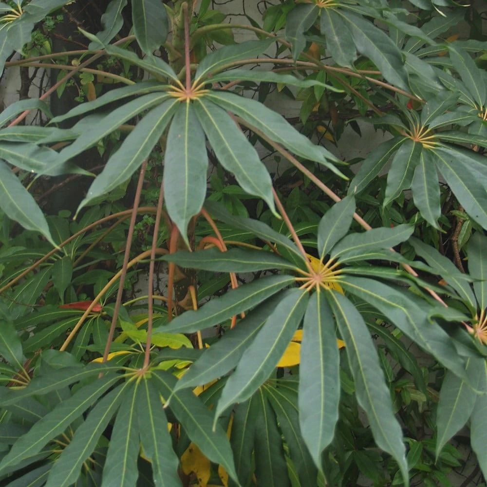 Schefflera Taiwaniana - Image 2