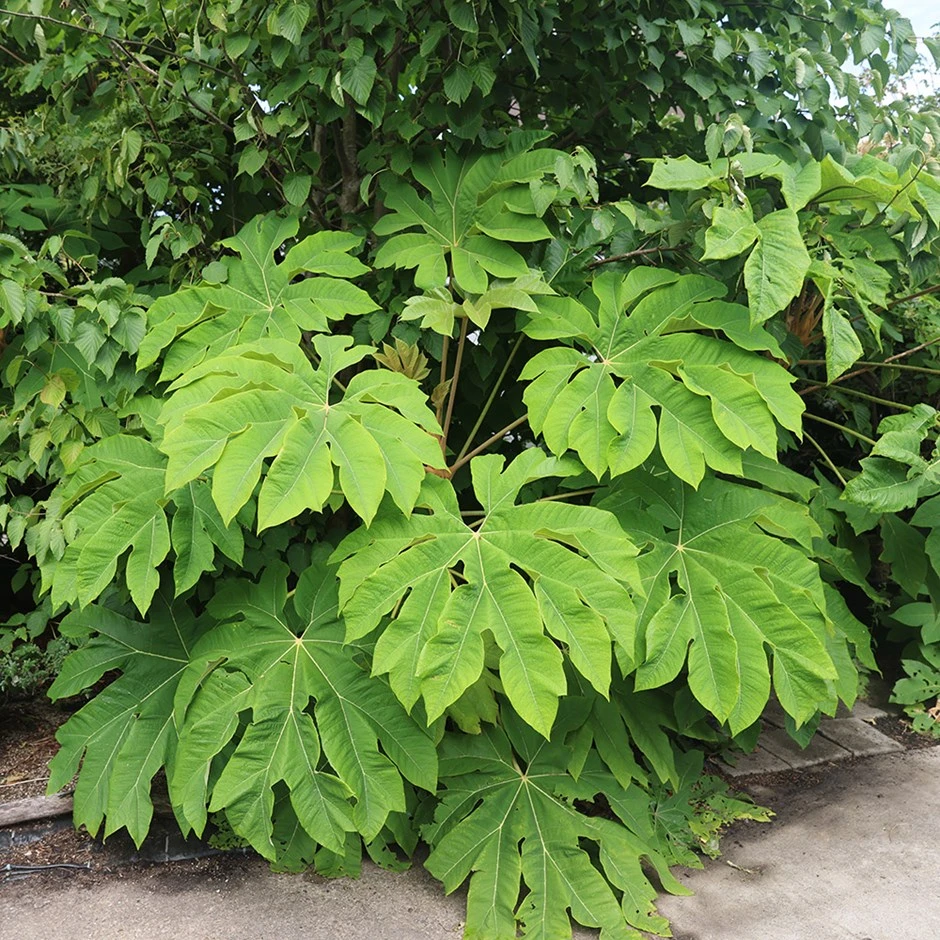 Tetrapanax Papyrifera 'Rex'