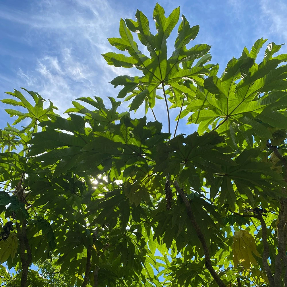 Tetrapanax Papyrifera 'Rex' - Image 2