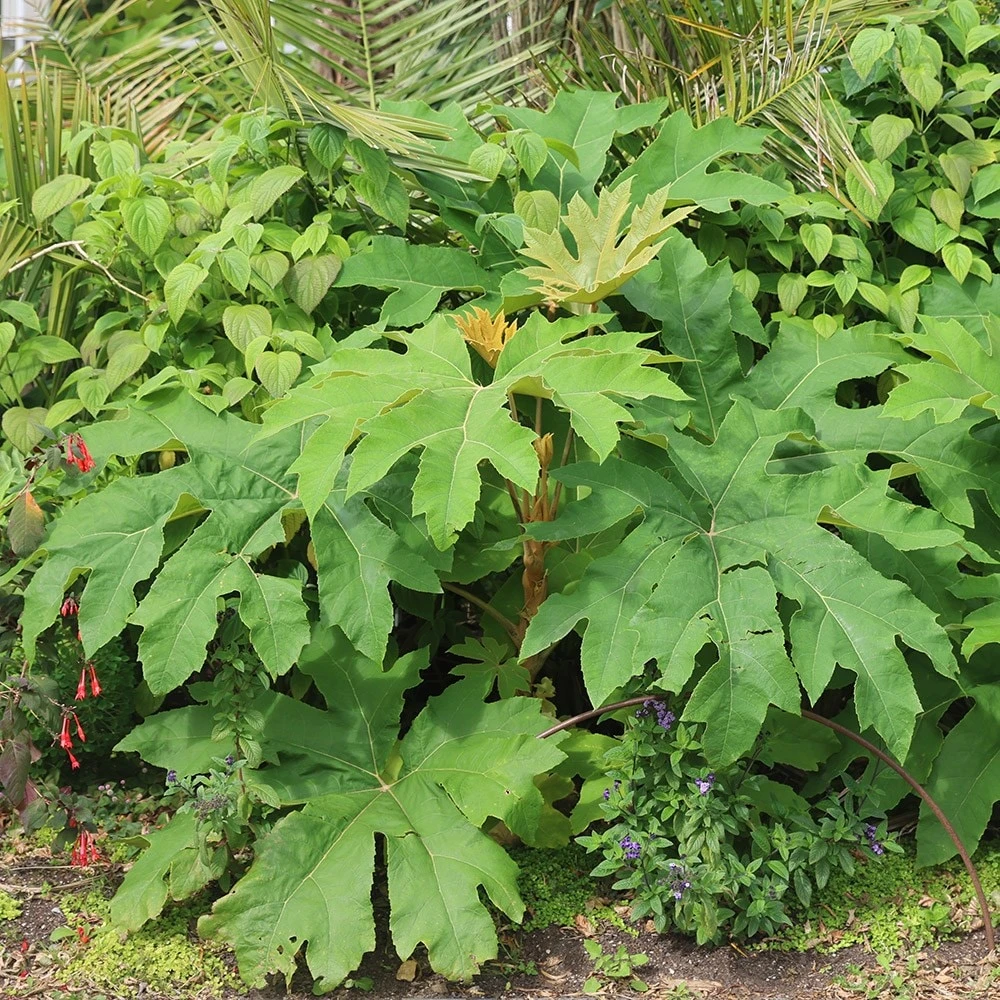 Tetrapanax Papyrifera 'Rex' - Image 3