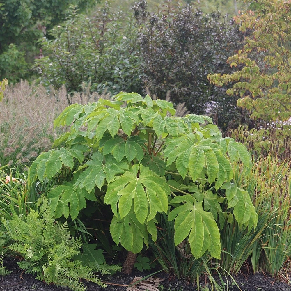 Tetrapanax Papyrifera 'Rex' - Image 5