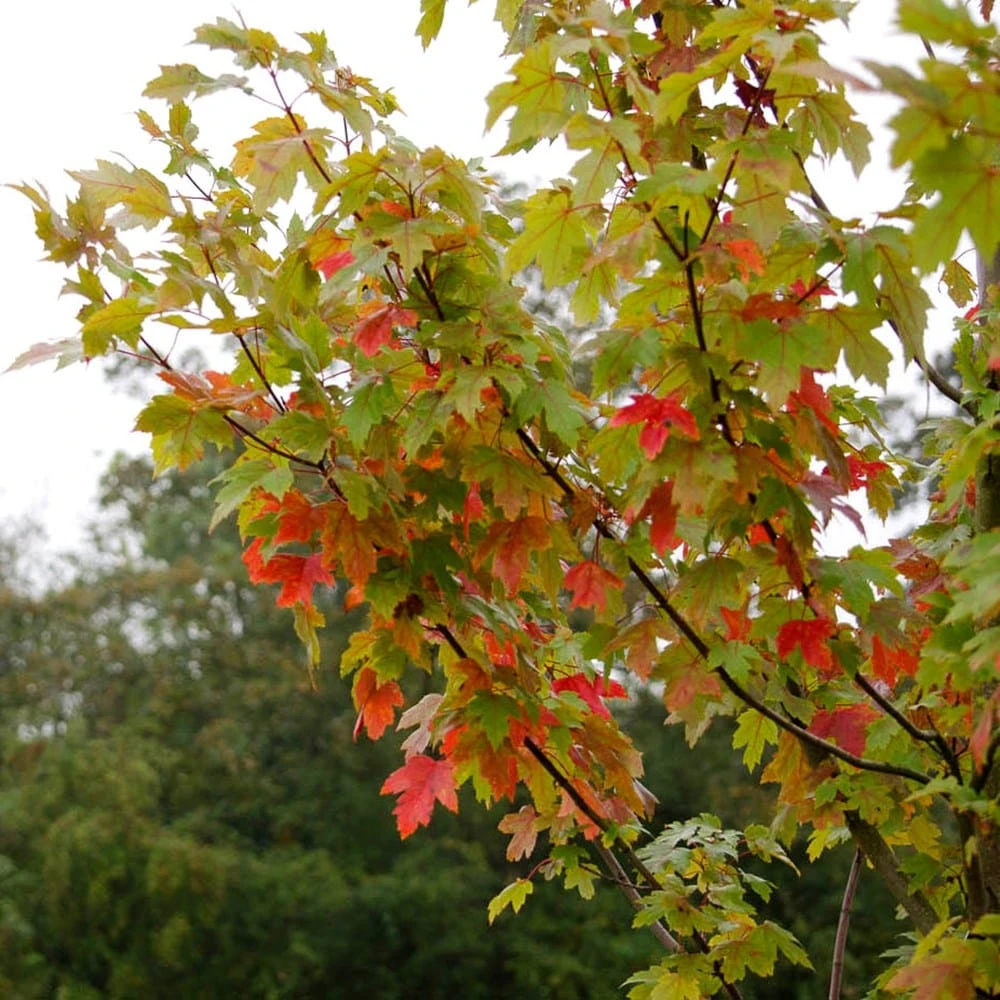Acer × Freemanii Autumn Blaze ('Jesffersred') - Image 2