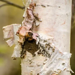Betula Papyrifera