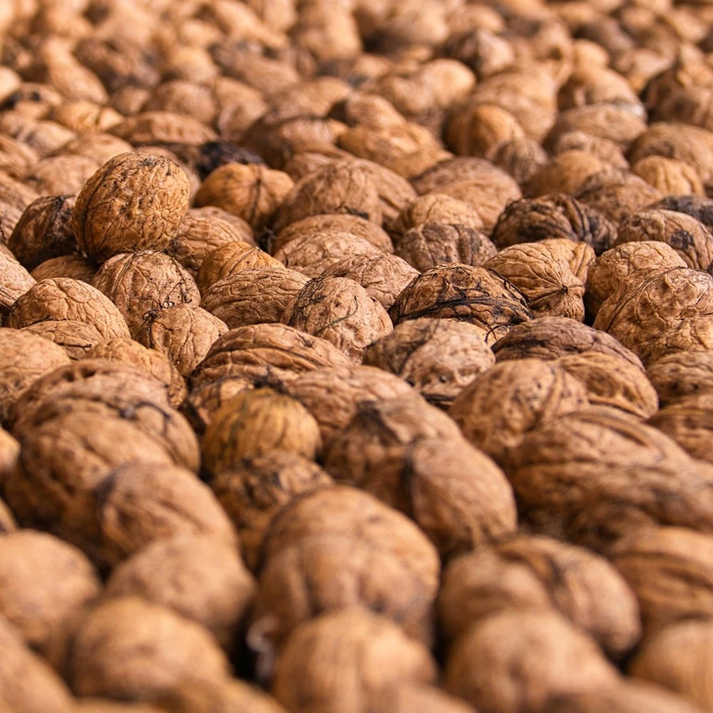 Walnut (common) - Image 2