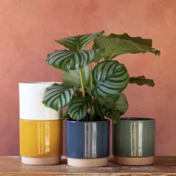 Goeppertia Orbifolia