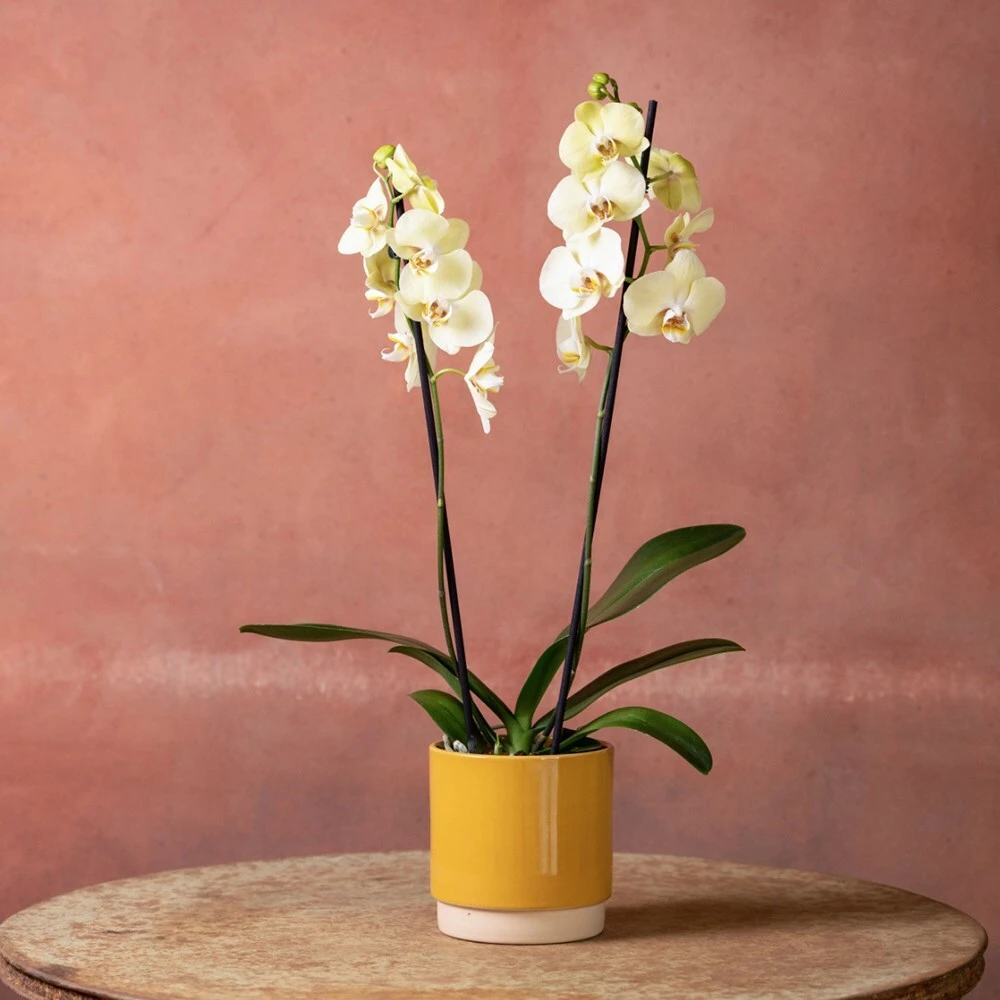 Phalaenopsis 'Volterra' - Image 5