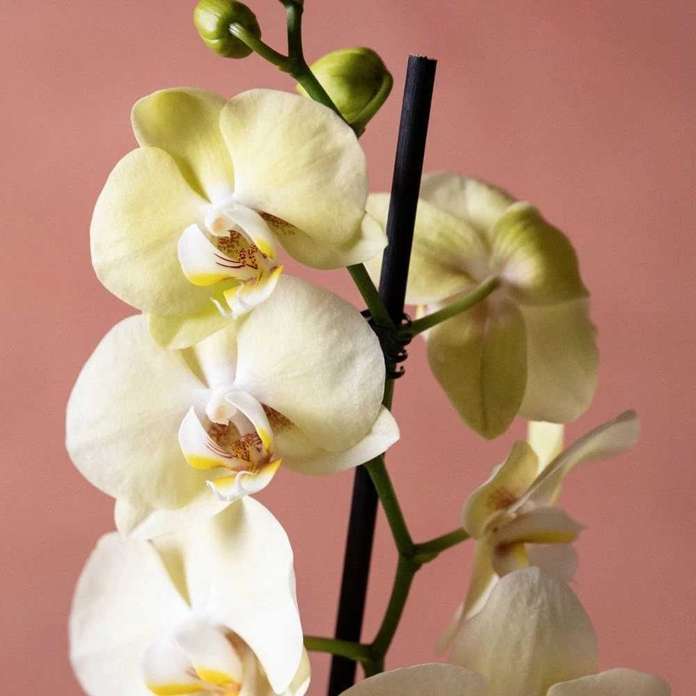 Phalaenopsis 'Volterra' - Image 6