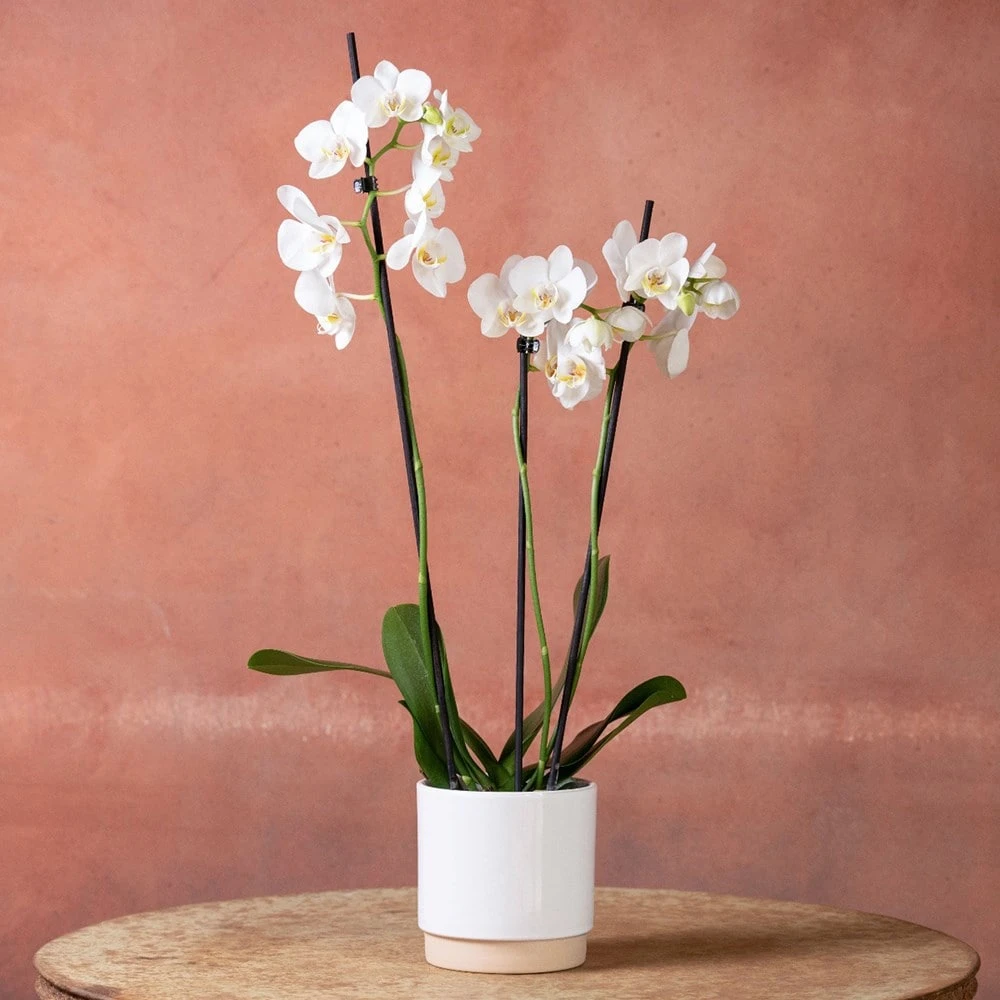 Phalaenopsis 'Folkestone' - Image 2