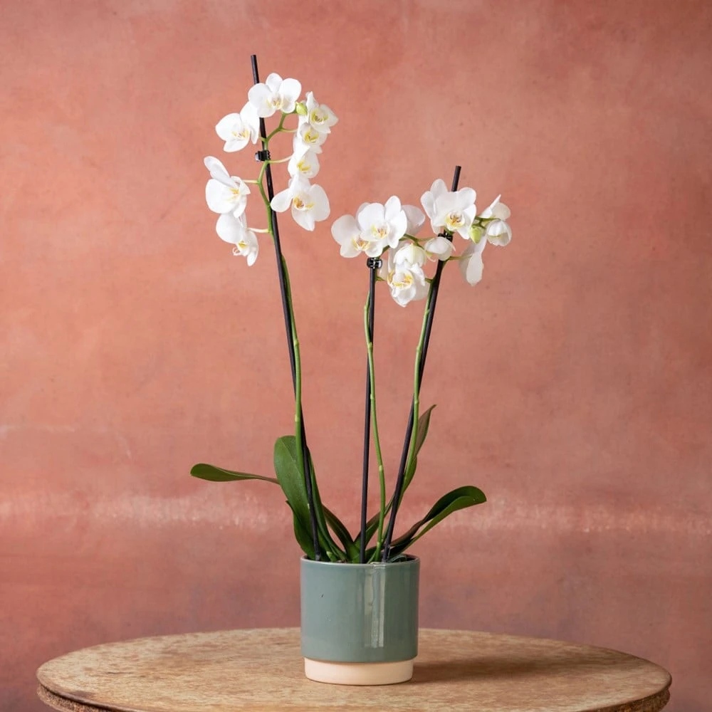 Phalaenopsis 'Folkestone' - Image 3
