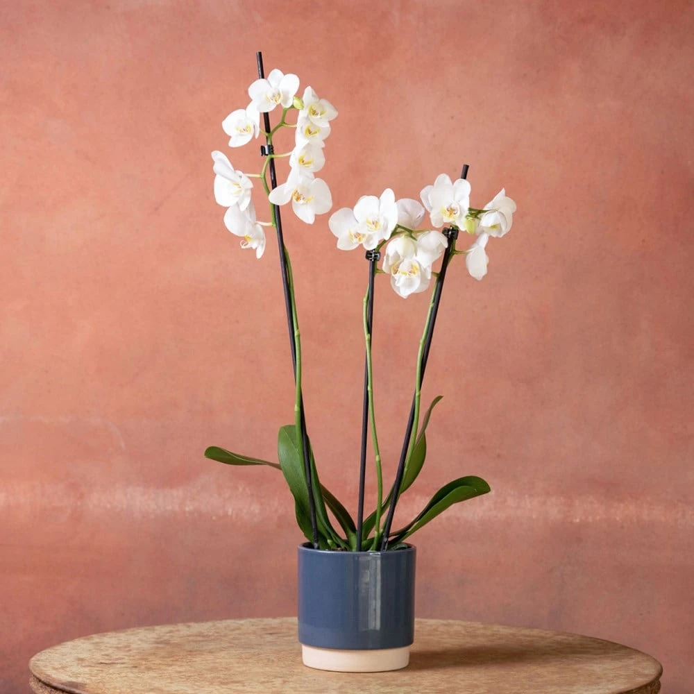 Phalaenopsis 'Folkestone' - Image 4