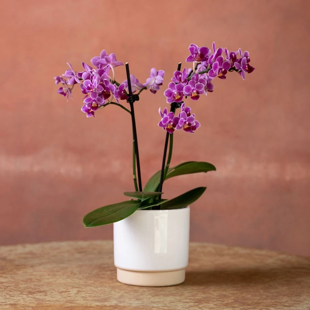 Phalaenopsis 'Take Five' - Image 2