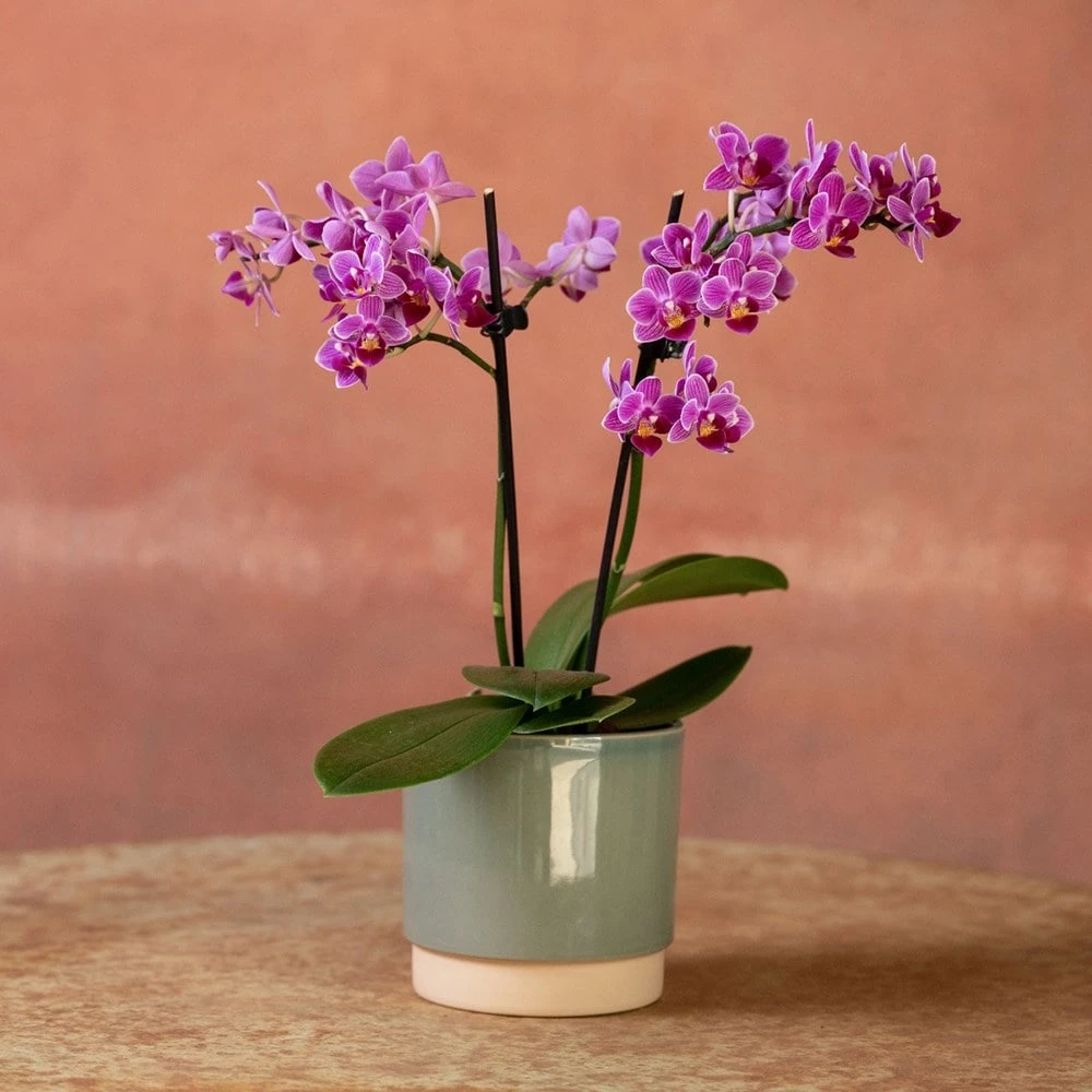 Phalaenopsis 'Take Five' - Image 3
