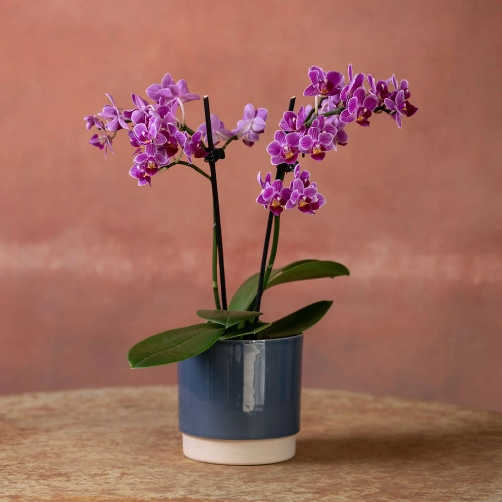Phalaenopsis 'Take Five' - Image 4