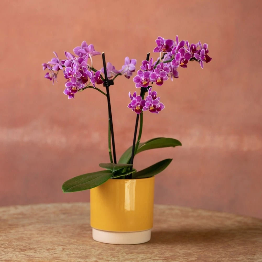 Phalaenopsis 'Take Five' - Image 5