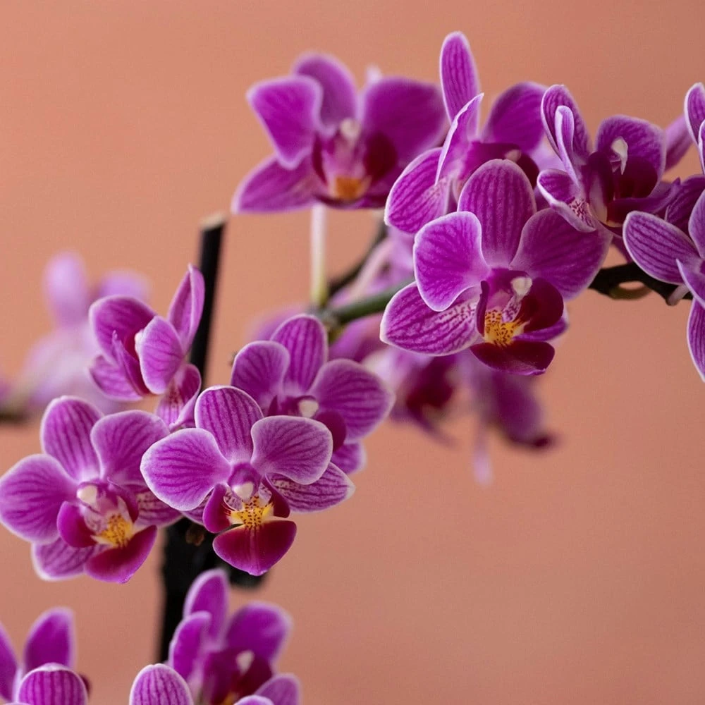 Phalaenopsis 'Take Five' - Image 6