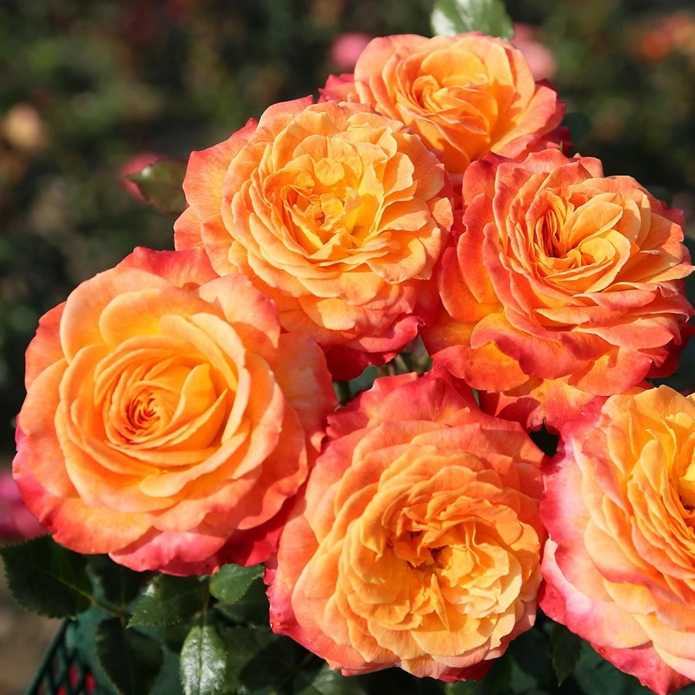 Rosa Meteor ('Korzeigar') (PBR) - Image 2