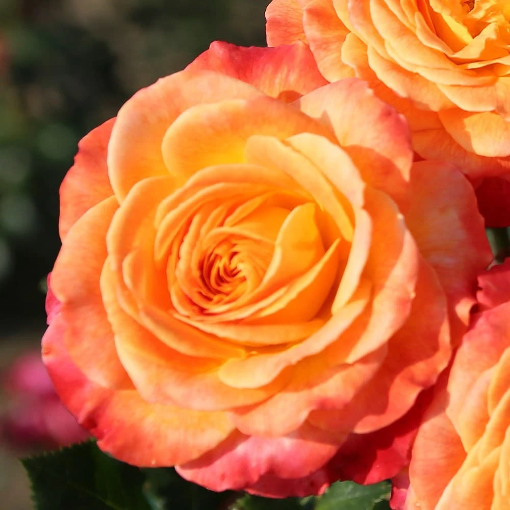 Rosa Meteor ('Korzeigar') (PBR) - Image 3