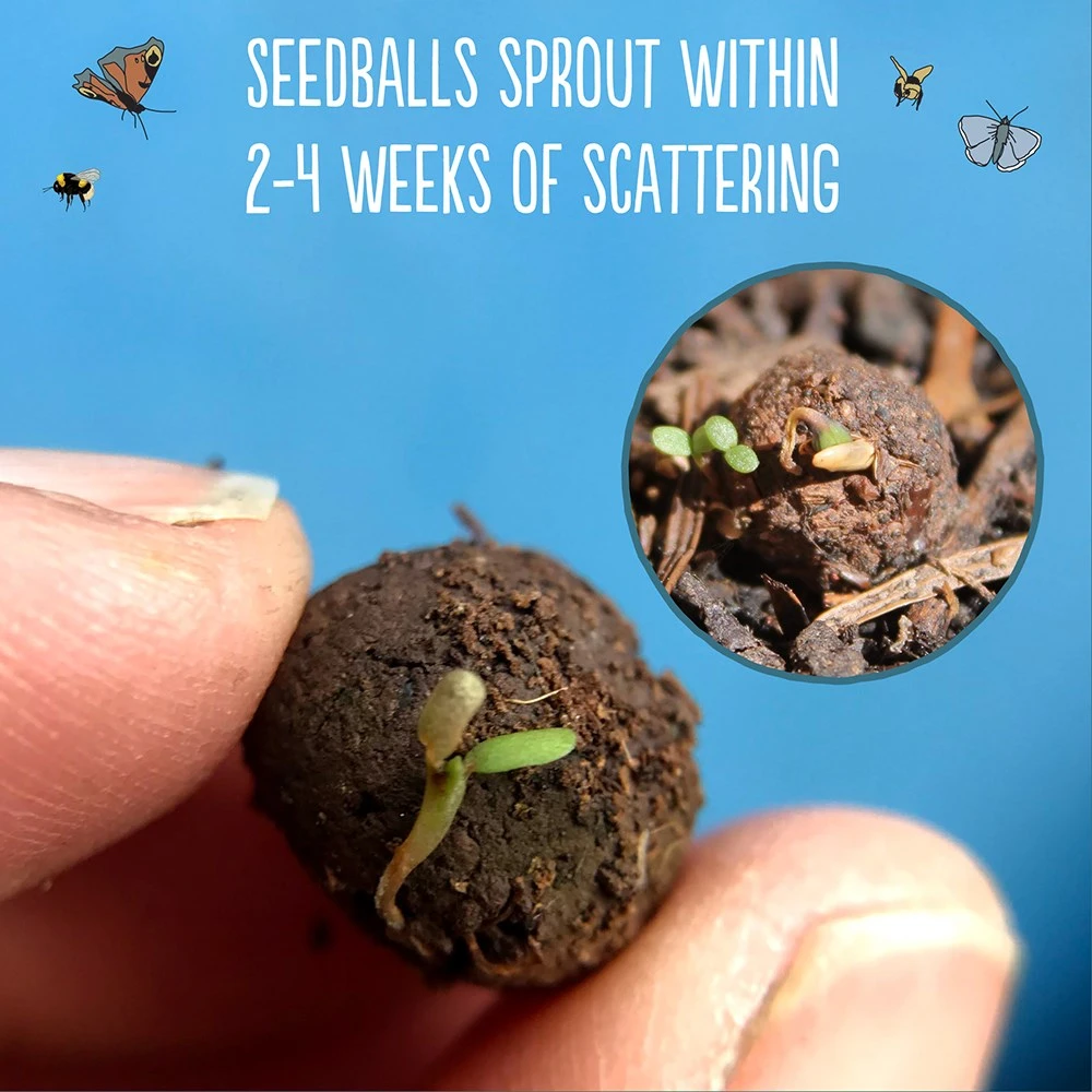 Seedballs Native Wildflowers For Wildlife - Image 5