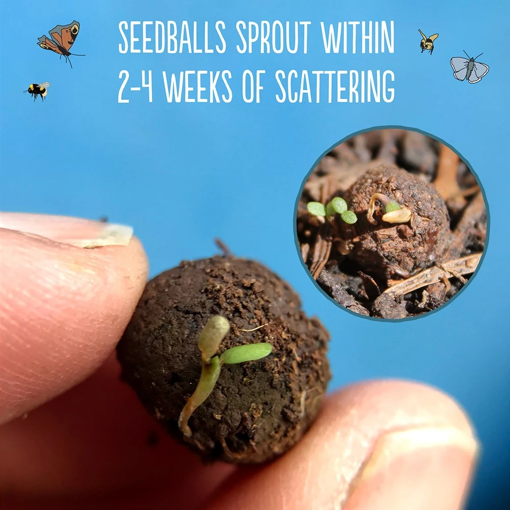 Seedballs Native Annual Wildflowers - Image 5