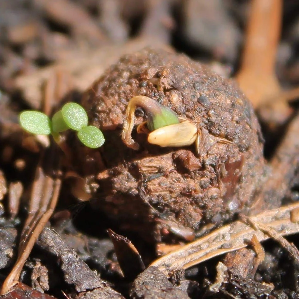 Seedballs Native Annual Wildflowers - Image 6