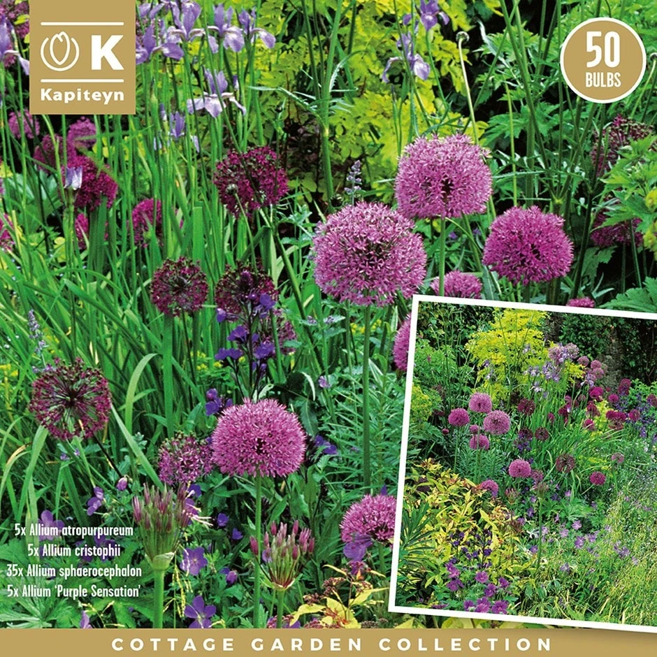 Allium Cottage Garden 'bulb Collection'