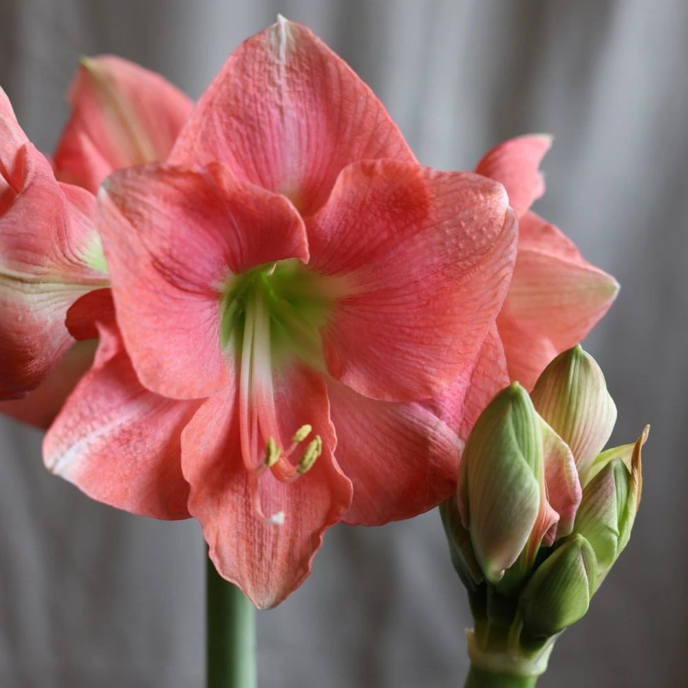 Hippeastrum 'Rosalie' - Image 2