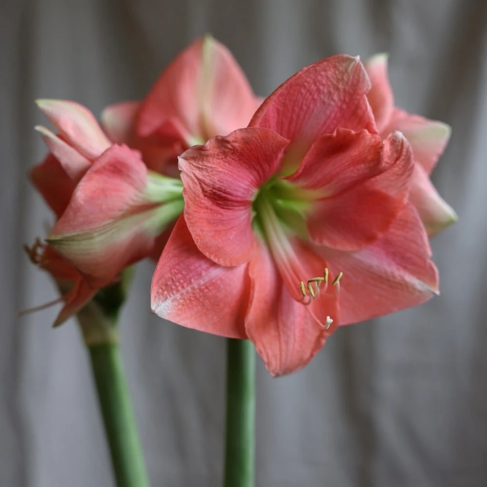 Hippeastrum 'Rosalie' - Image 3