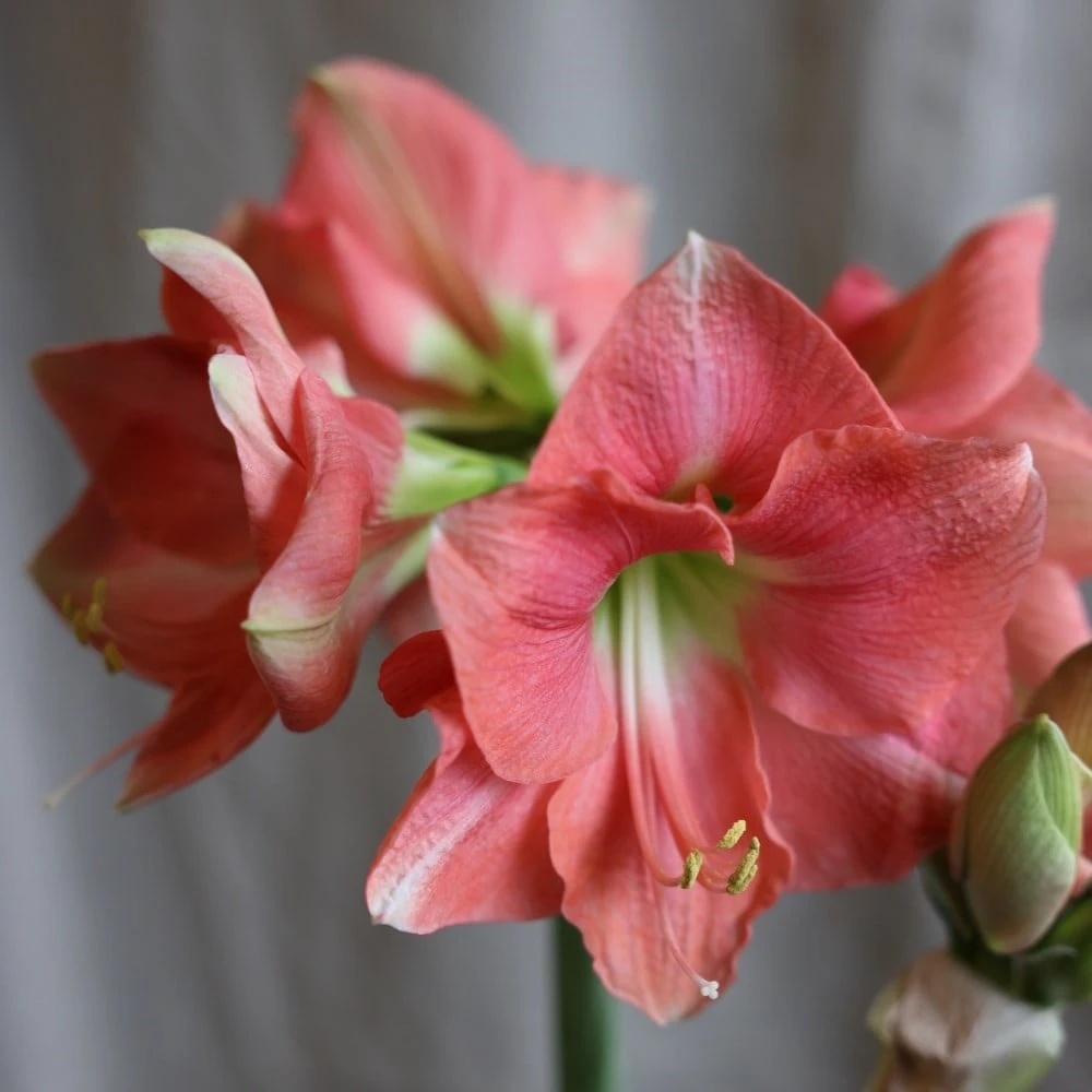 Hippeastrum 'Rosalie' - Image 4