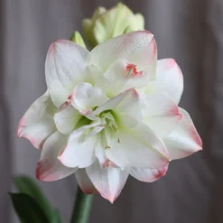 Hippeastrum 'Amadeus Candy' (PBR)