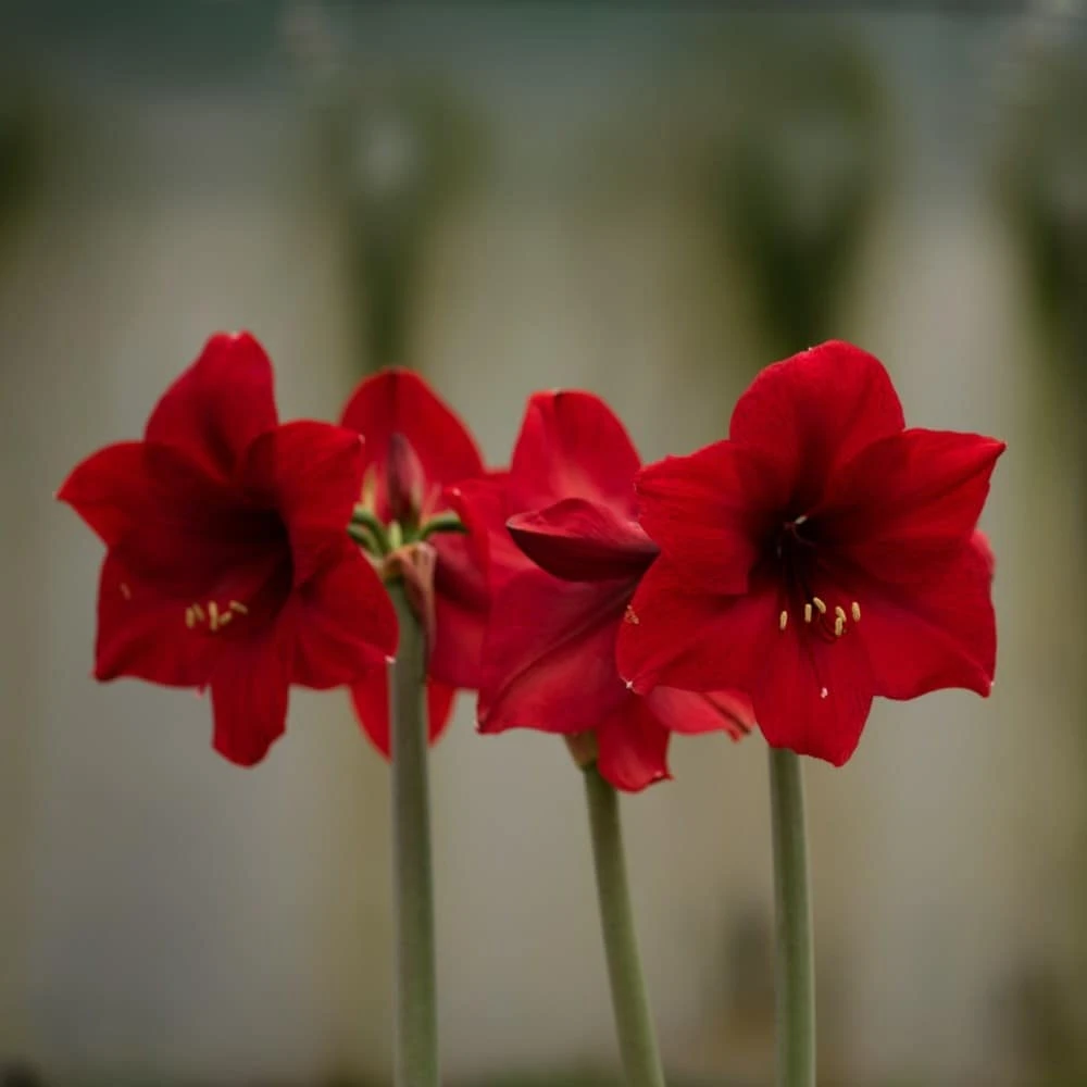 Hippeastrum 'Red Paradise' - Image 2