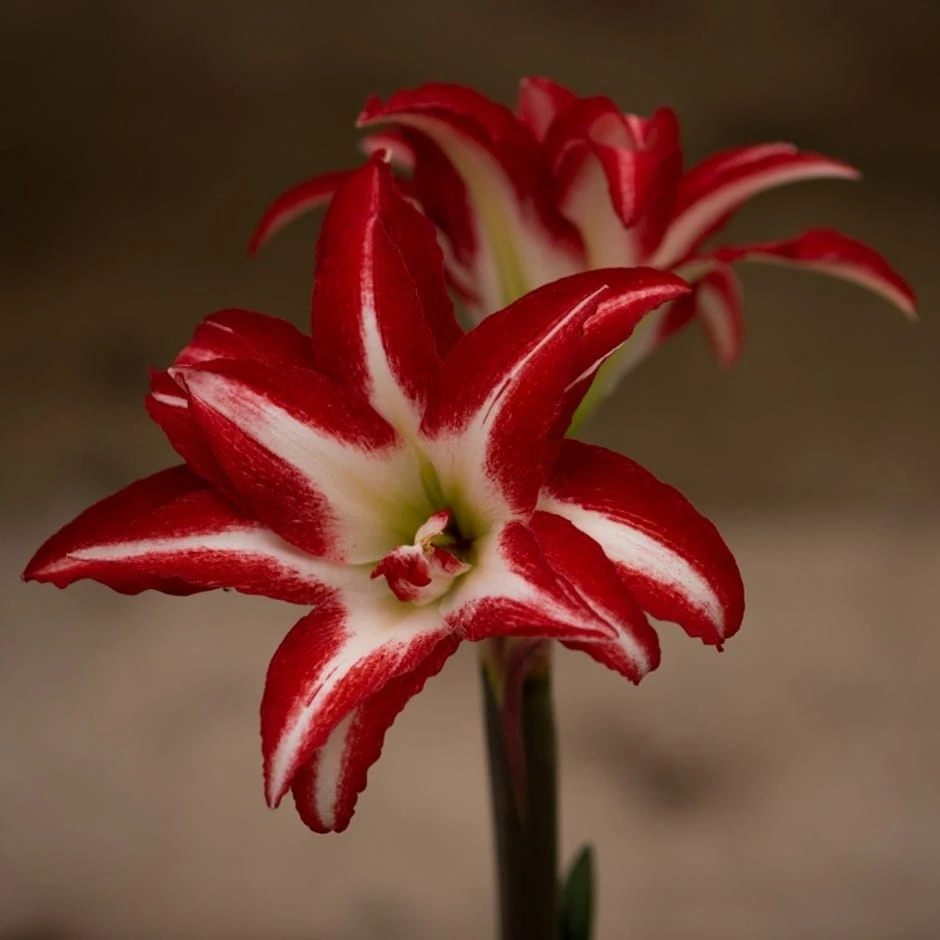 Hippeastrum (Double Galaxy Group) 'Splash' (PBR)