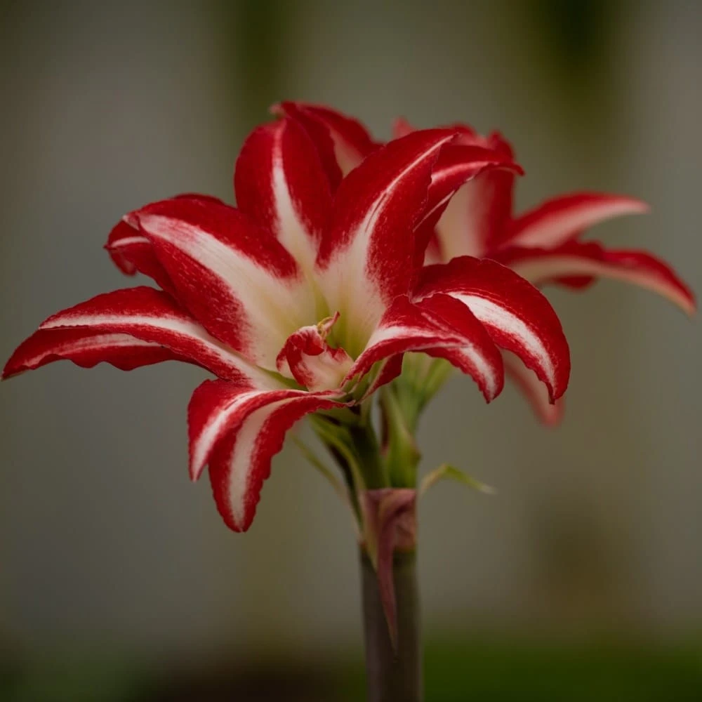 Hippeastrum (Double Galaxy Group) 'Splash' (PBR) - Image 2