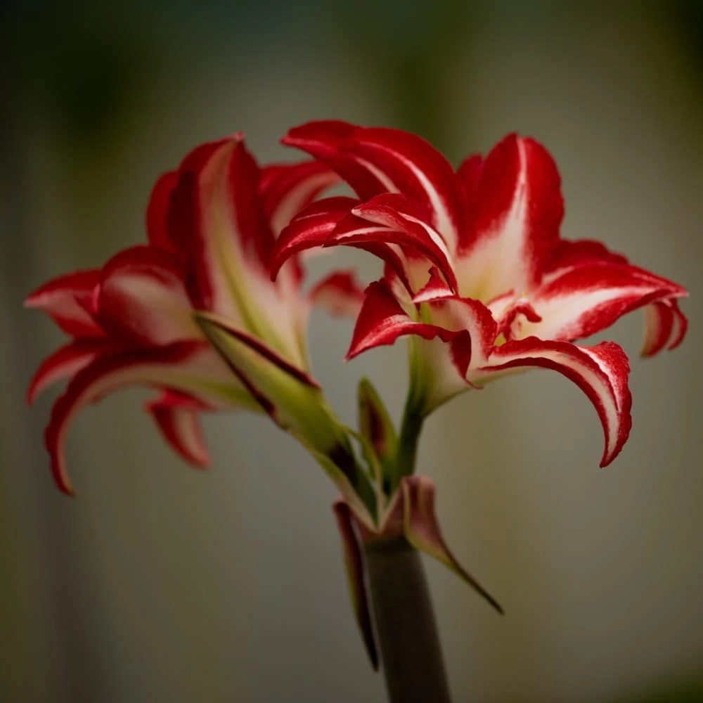 Hippeastrum (Double Galaxy Group) 'Splash' (PBR) - Image 3