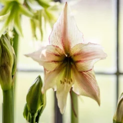 Hippeastrum '(Diamond Group) Green Magic'