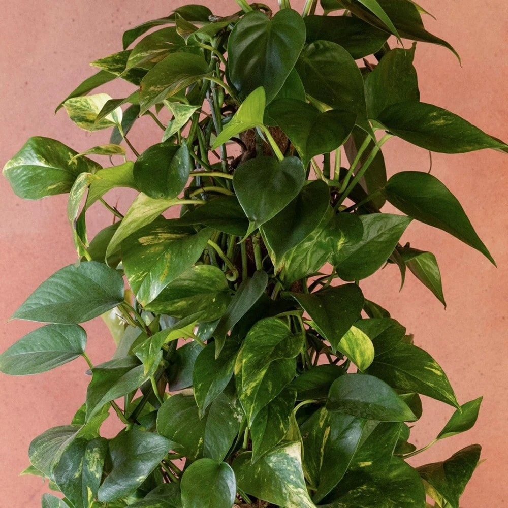 Epipremnum Aureum - Image 2
