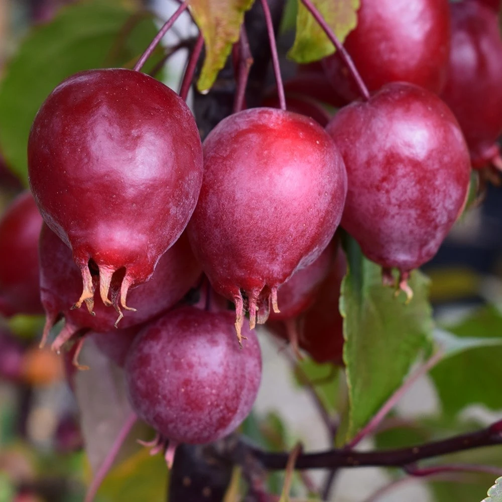 Malus Red Obelisk ('Dvp Obel') - Image 2