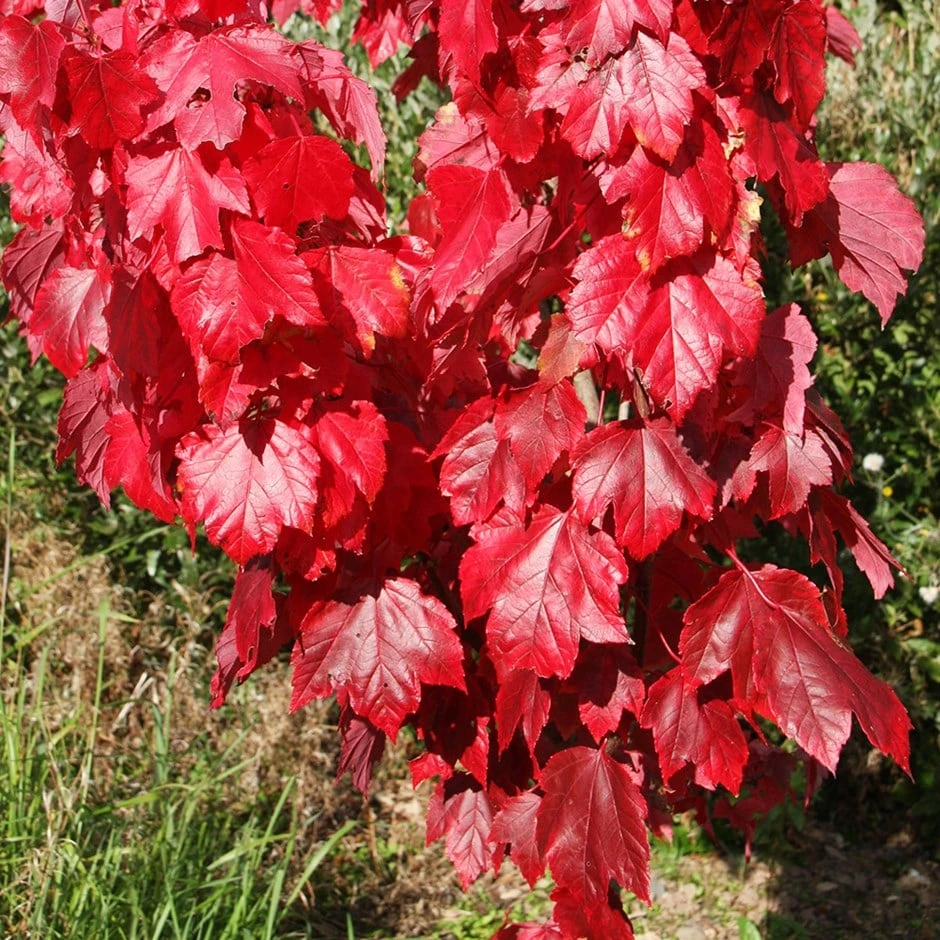 Acer Rubrum Red Sunset ('Franksred')
