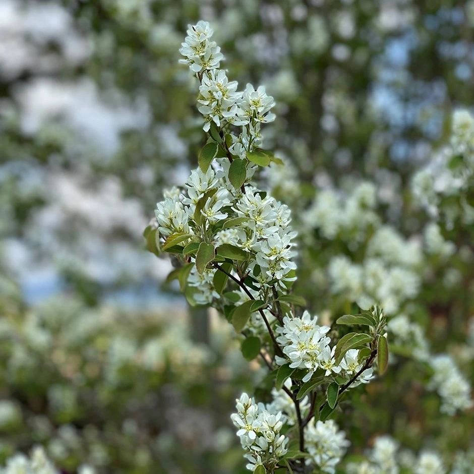 Amelanchier × Grandiflora 'Ballerina'