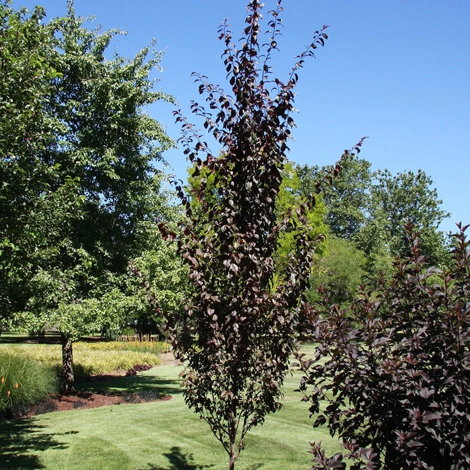 Prunus Cerasifera Crimson Pointe ('Cripoizam')