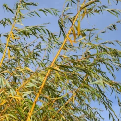 Salix Alba 'Tristis'