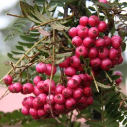 Sorbus 'Glendoick Spire'