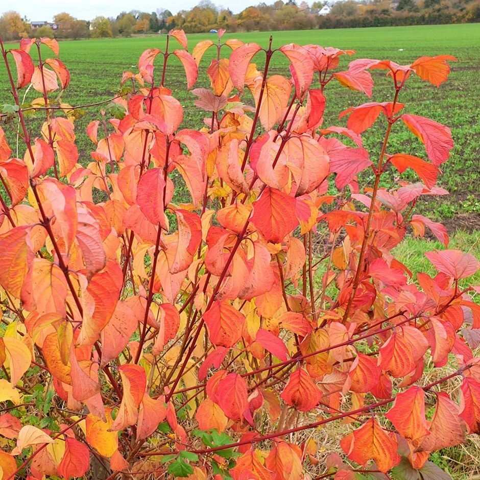 Cornus Sanguinea