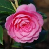 Camellia × Williamsii 'E.G. Waterhouse'